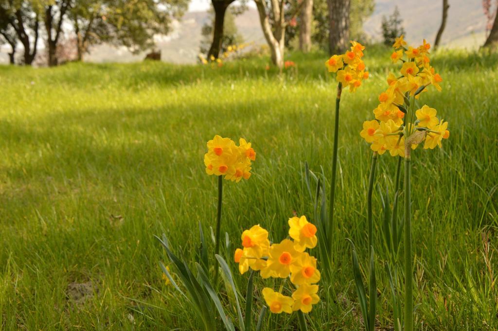 Agriturismo Riparossa 알레로나 외부 사진